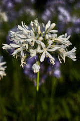 White flowers in a green stem