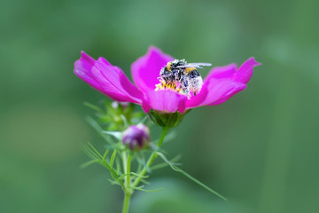Bumblebee pollinates the flower