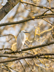 Little Egret (Egretta garzetta) perched in a tree, taken in the UK