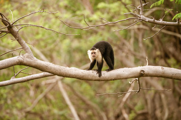 capuchin monkey (Cebus capucinus), taken in Costa Rica