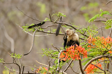 capuchin monkey (Cebus capucinus), taken in Costa Rica