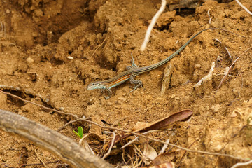 Trans-Pecos striped whiptail (Aspidoscelis inornatus heptagrammus)