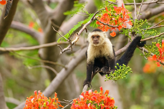 capuchin monkey (Cebus capucinus), taken in Costa Rica