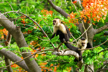 capuchin monkey (Cebus capucinus), taken in Costa Rica