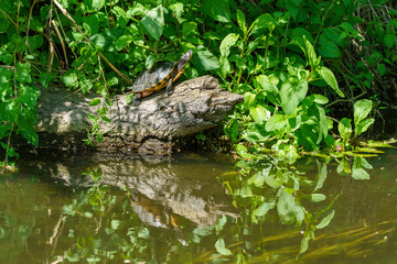 A naturalised Terrapin (Malaclemys terrapin) turtle in a river near Twickenham, UK.