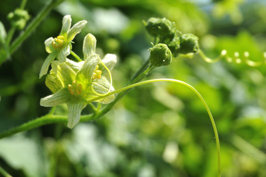 close-up of white and green flowers of a bryony