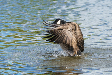 Canada Goose (Branta canadensis) flapping wings, taken in the UK
