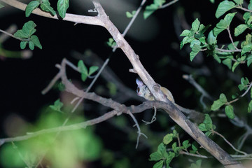 Bush Baby (Galago sp.) in South Africa