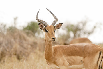 Impala (Aepyceros melampus) in Kruger Park, South Africa