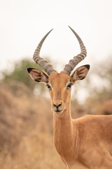 Naklejka na ściany i meble Impala (Aepyceros melampus) in Kruger Park, South Africa