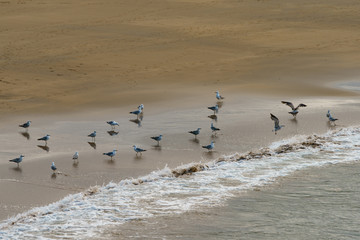 Seagulls and Atlantic ocean beach