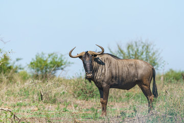 Naklejka na ściany i meble Blue wildebeest (Connochaetes taurinus) in South Africa