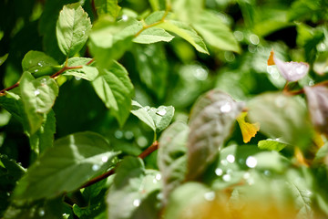 Nature,forest, flowers, greenery, summer, wooden house.