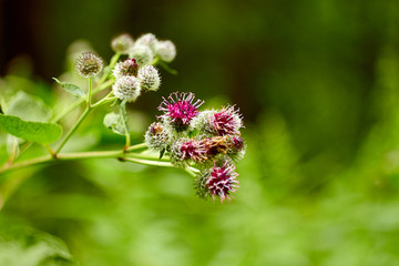 Nature,forest, flowers, greenery, summer, wooden house.