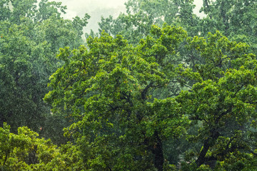 Fototapeta na wymiar Heavy pouring rain over green tropical forest trees. Rainstorm downpour autumn weather
