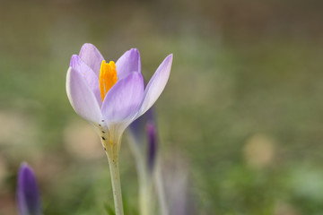 Vibrant soft lilac purple spring crocusses in early morning sunlight