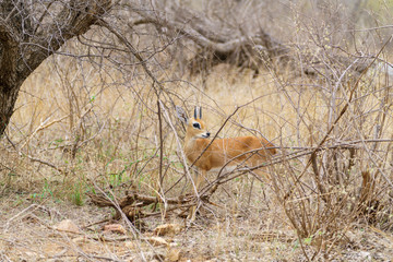 Steenbok (Raphicerus campestris) taken in South Africa