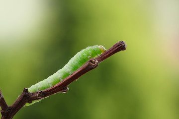 Caterpillar climbing on twig