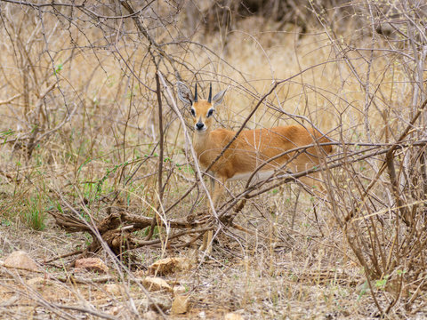 Steenbok (Raphicerus campestris) taken in South Africa