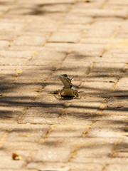 Spiny Agama (Agama hispida) in South Africa