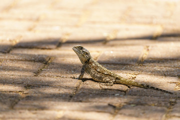Spiny Agama (Agama hispida) in South Africa