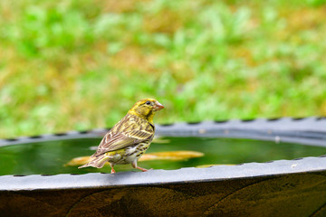 Girlitz an der Vogeltränke