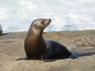 Fototapeta premium Seelöwe