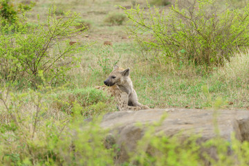 Spotted Hyena (Crocuta crocuta)