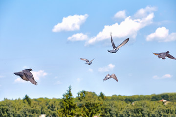 The bird flies on a background of blue sky