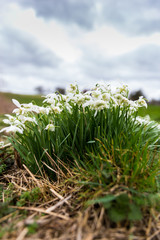 A small bunch of wild snowdrop flowers found in the Suffolk countryside in early Spring