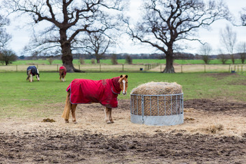 A solo horse standing in a field grazing off hay in the Suffolk countryside. It is looking straight at the camera and wearing a red coat to stay warm