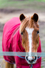 A close up of a brown horse with a white stripe on its face. It is looking straight in to the camera and is also wearing a red coat