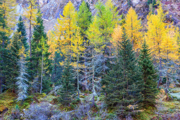 Autumn primary forest