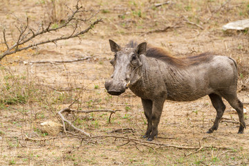 Naklejka na ściany i meble Warthog (Phacochoerus africanus), taken in South Africa