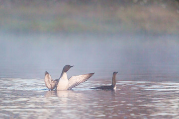 Red-throated Loon in fog