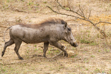 Warthog (Phacochoerus africanus), taken in South Africa