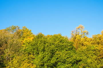 Naklejka premium Deciduous trees with autumn colors with a blue sky