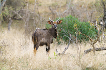 Nyala (Tragelaphus angasii), taken in South Africa