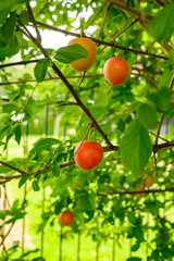 Ripe plums at a plum tree.