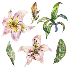Set of White Lily, Watercolor Royal Lilies Flowers Collection, Vintage Floral Design Elements