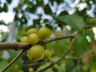 lovi-lovi, batoko plum, Flacourtia inermis fruits in the Singapore roads