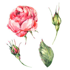 Floral Set of Classical Watercolor Vintage Red Rose, Leaves, Buds.