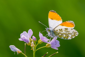  Orange Tip (Anthocharis cardamines) is a butterfly in the Pieridae family feeding on nectar from a spring flower