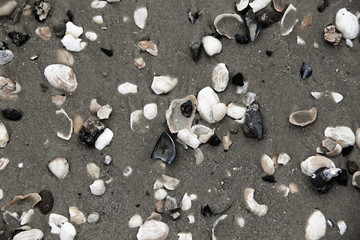 Fototapeta na wymiar lot of white shells on the beach