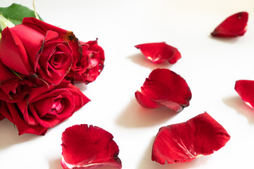 Bouquet of roses and rose petals on white background