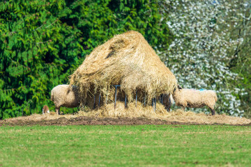 sheep grazing around a hay bale farm feeding station in a field with a lamb in the background