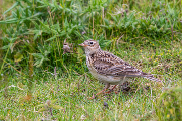 perched on grassland, the Eurasian skylark(Alauda arvensis) is a passerine bird in the lark family Alaudidae