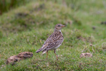 The Eurasian skylark(Alauda arvensis) is a passerine bird in the lark family Alaudidae on the grass in moorland