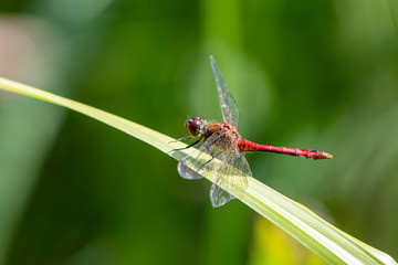 The Red Dragonfly, also known as Red-Veined Darter or Nomad is technically known as Sympetrum Fonscolombii, and belongs to the Sympetrum genus.