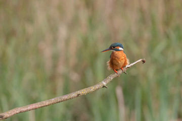 Female Eursian Kingfisher  [Alcedo atthis] perched on a branch on the river bank fishing